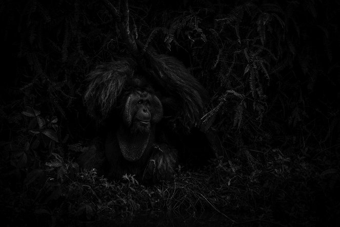 Oči orangutana - Z filmu