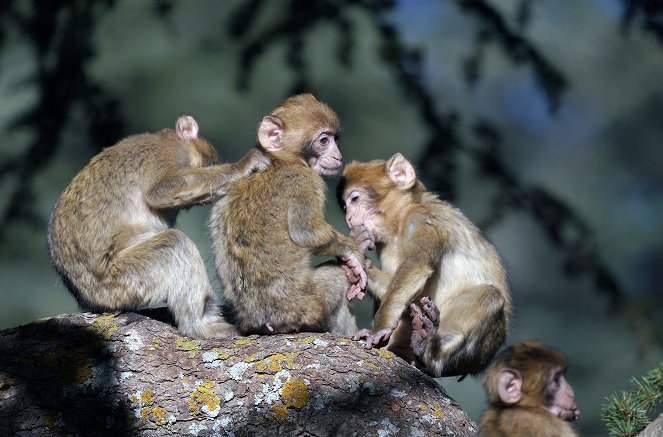 Dinasztiák - Macaque: Monkeys in the Mountains - A Dynasties Special - Filmfotók