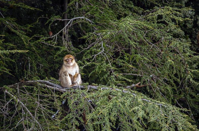 Dynasties - Macaque: Monkeys in the Mountains - A Dynasties Special - Photos