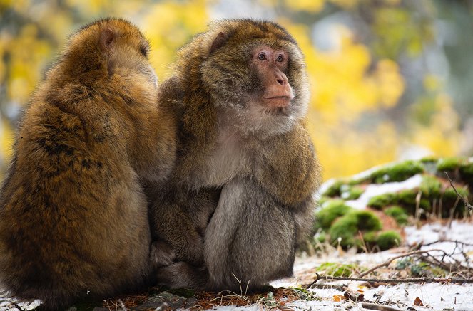 Eläinmaailman dynastiat - Macaque: Monkeys in the Mountains - A Dynasties Special - Kuvat elokuvasta