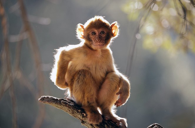 Dynasties - Macaque: Monkeys in the Mountains - A Dynasties Special - De la película