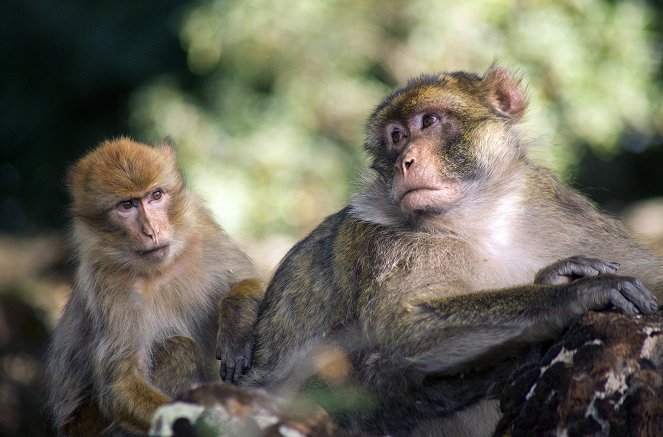 Dynasties - Macaque: Monkeys in the Mountains - A Dynasties Special - Van film