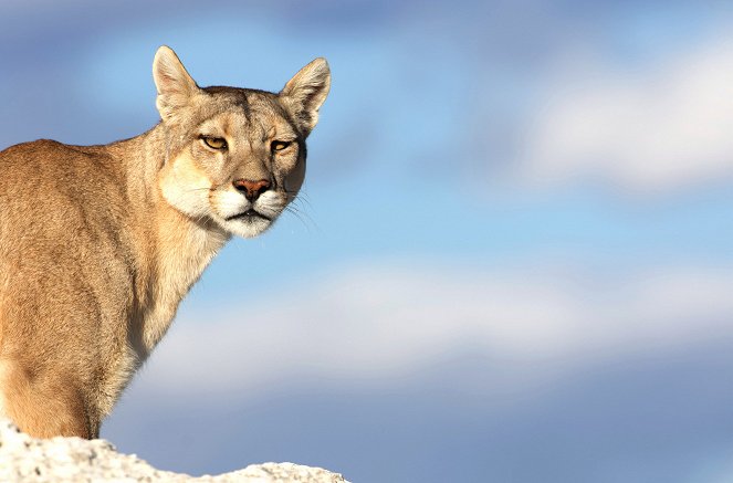 Eläinmaailman dynastiat - Season 2 - Puma - Kuvat elokuvasta