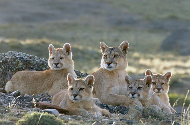 Eläinmaailman dynastiat - Puma - Kuvat elokuvasta