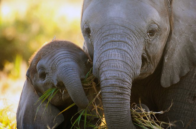 Eläinmaailman dynastiat - Season 2 - Elephant - Kuvat elokuvasta