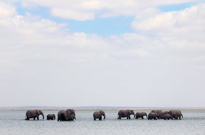 David Attenborough: Zvířecí dynastie - Sloni - Z filmu