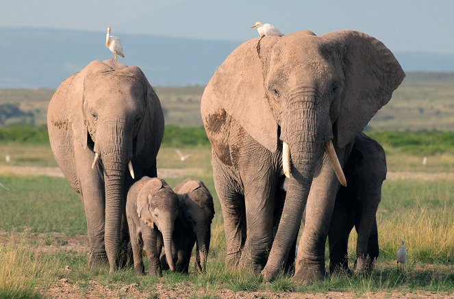 Dynasties - Elephant - Photos