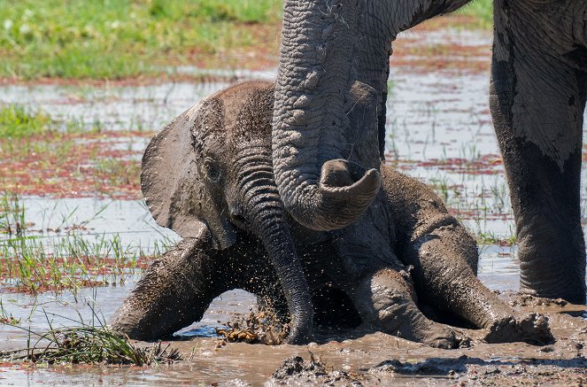 David Attenborough: Zvířecí dynastie - Sloni - Z filmu
