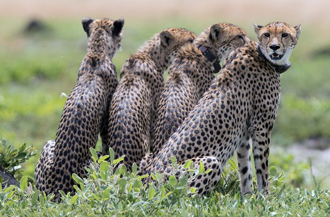 Dynasties - Season 2 - Cheetah - Photos