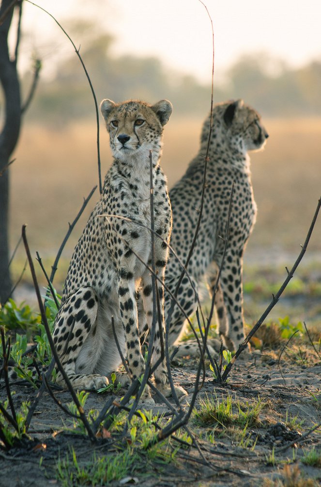Dynasties - Cheetah - Van film