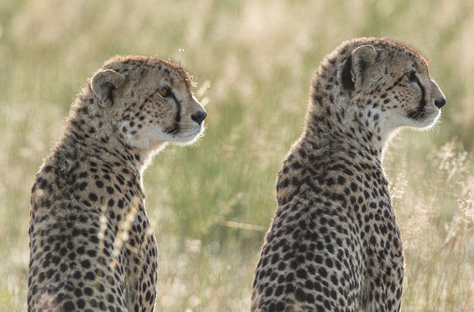 Dynasties - Cheetah - Photos