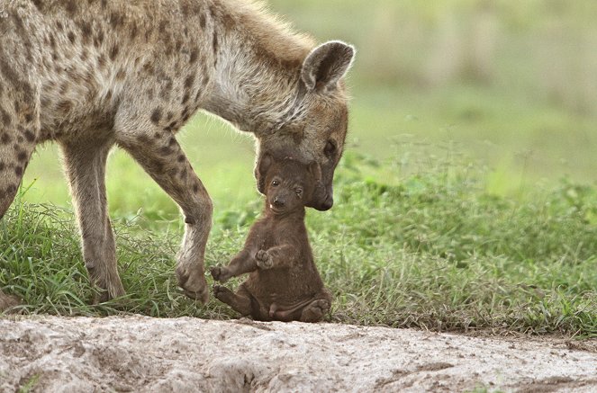 Erlebnis Erde: Wilde Dynastien - Hyänen - Filmfotos