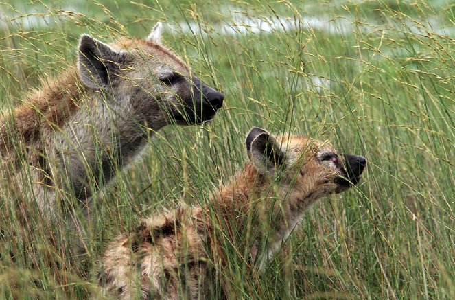 Eläinmaailman dynastiat - Hyena - Kuvat elokuvasta
