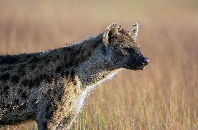 Dynasties - Hyena - Photos