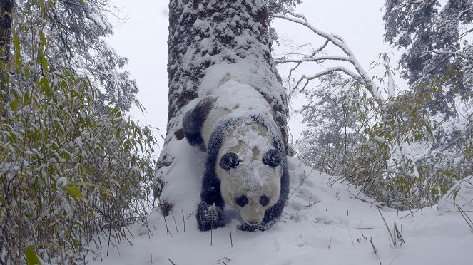 A fagy birodalma - Our Frozen Planet - Filmfotók