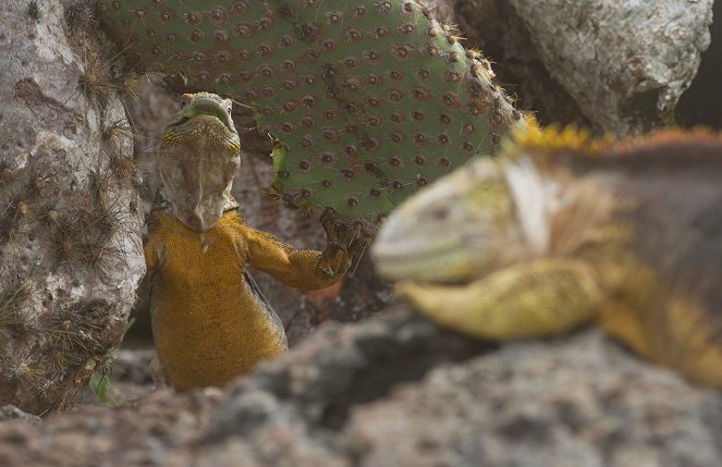 Szigetek vadvilága - Season 1 - Galapagos - Filmfotók