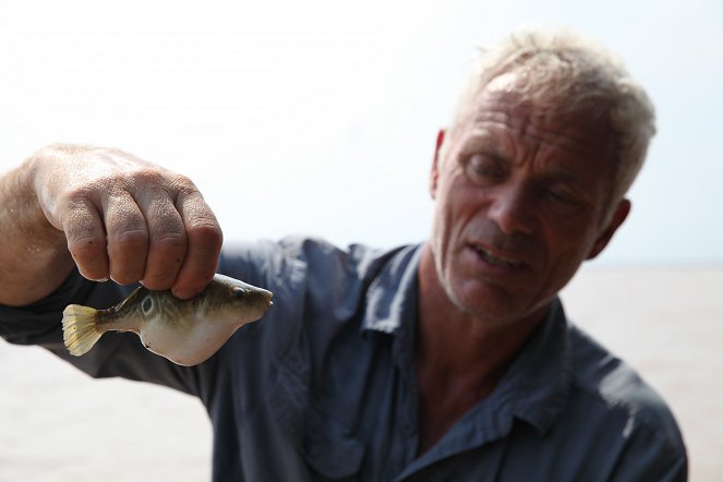 Fluss-Monster - Der südostasiatische Süßwasserkugelfisch - Filmfotos