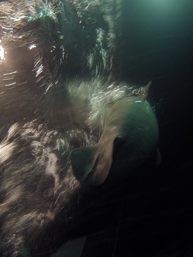 Fluss-Monster - Die Legende von Loch Ness - Filmfotos