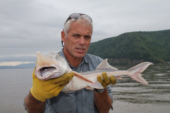 Fluss-Monster - Der russische Kaluga-Hausen - Filmfotos