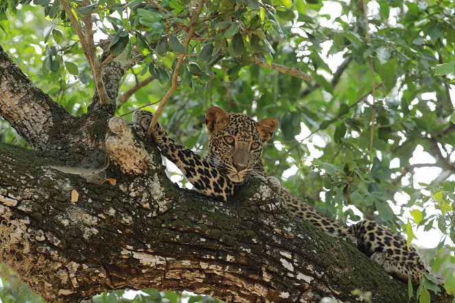 Sri Lanka: Leopard Dynasty - Z filmu