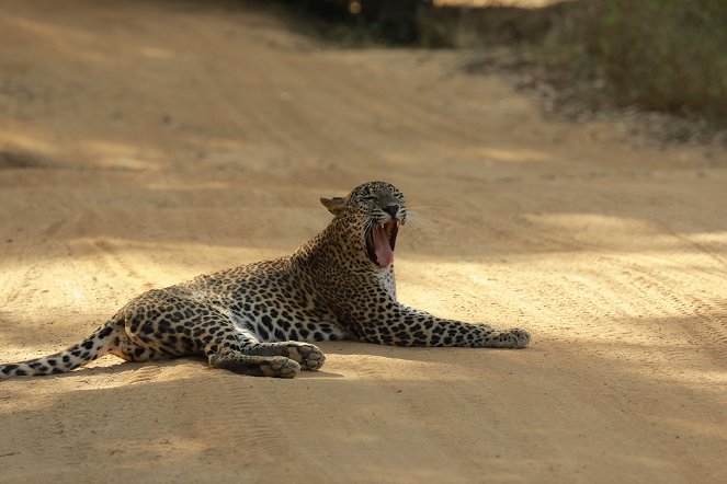 Sri Lanka: Leopard Dynasty - Filmfotos