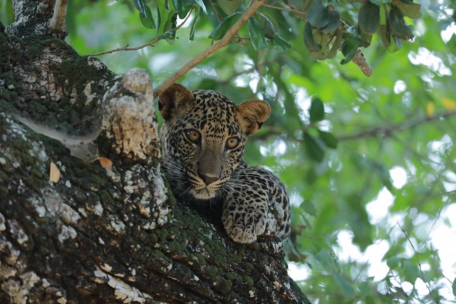 Srí Lanka leopárdjai - Filmfotók