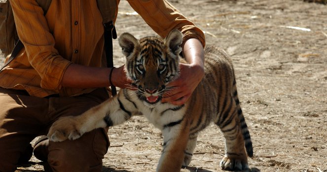 O Menino e o Tigre - Do filme