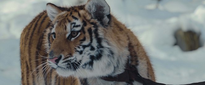 Le Nid du tigre - Film
