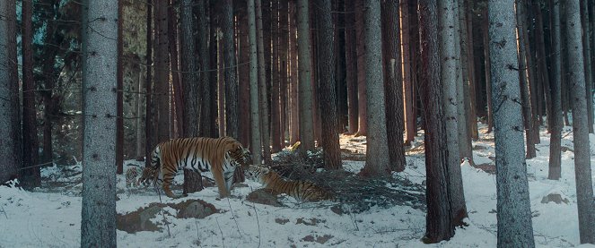 The Tiger's Nest - Photos
