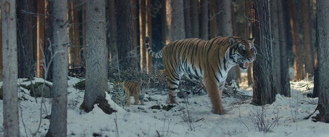 Pimi z Krainy Tygrysów - Z filmu