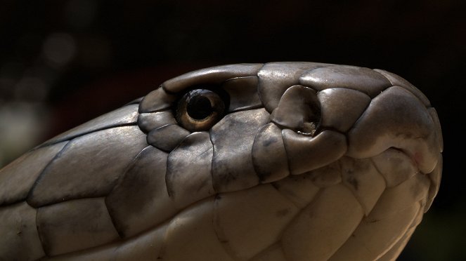 Hadí legendy - Z filmu