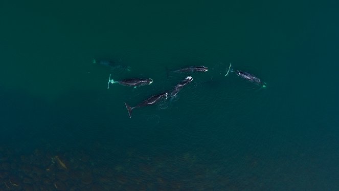 Národ velryb - Z filmu