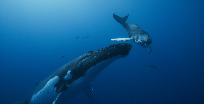Pieśni wielorybów - Z filmu