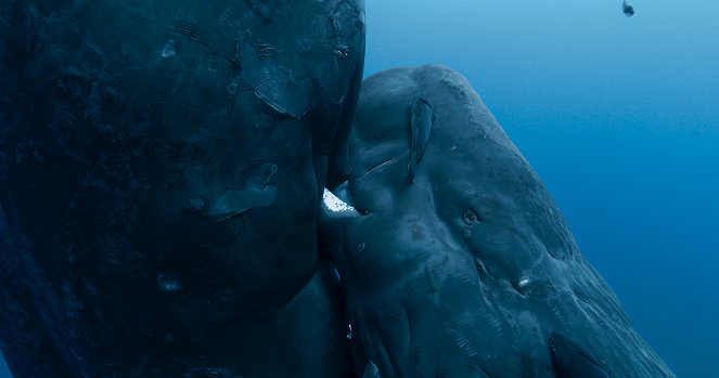 Národ veľrýb - Z filmu