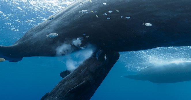 Pieśni wielorybów - Z filmu