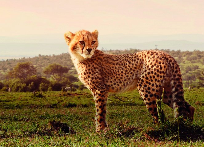 Serengeti - Season 2 - Promoción
