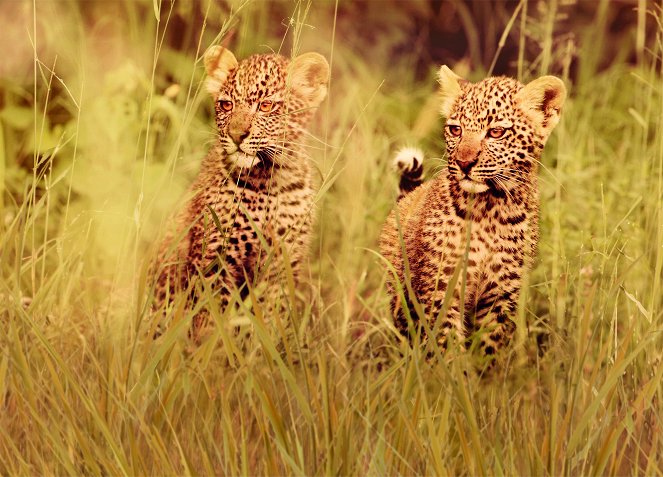 Élet a Serengeti Nemzeti Parkban - Season 2 - Promóció fotók