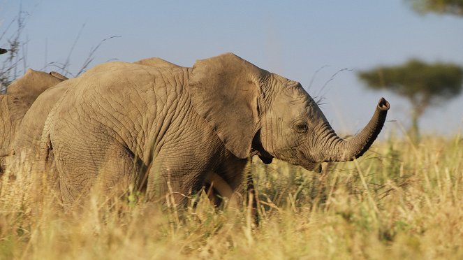 Serengeti - Intrigue - Photos