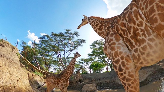 Serengeti - Intrigue - De la película