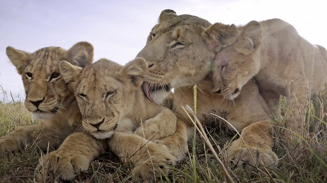 Élet a Serengeti Nemzeti Parkban - Intrigue - Filmfotók