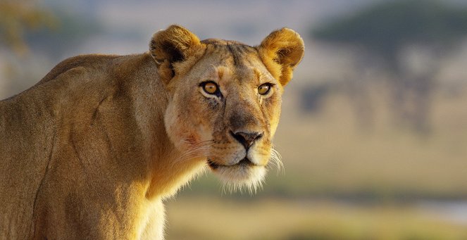 Serengeti - Série 2 - Hrozby - Z filmu