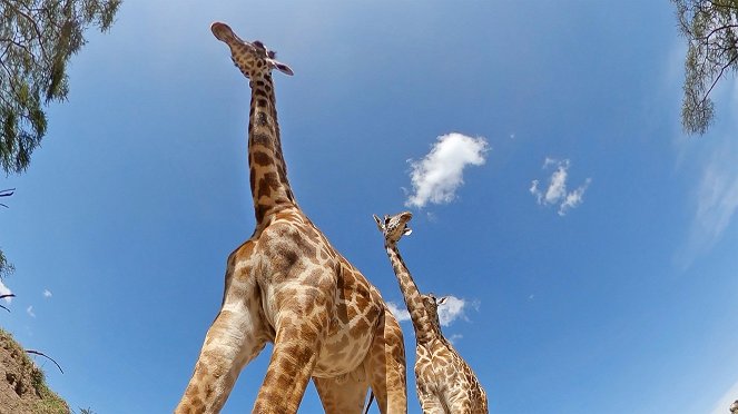 Serengeti - Intrigue - Kuvat elokuvasta