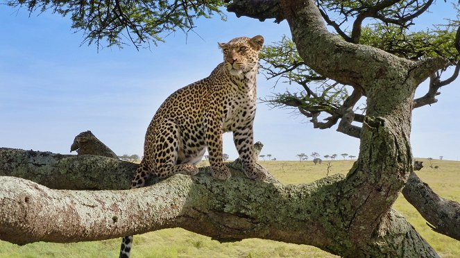 Terra X: Serengeti - Intrigue - Filmfotos