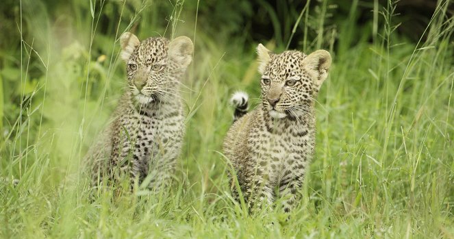 Élet a Serengeti Nemzeti Parkban - Intrigue - Filmfotók