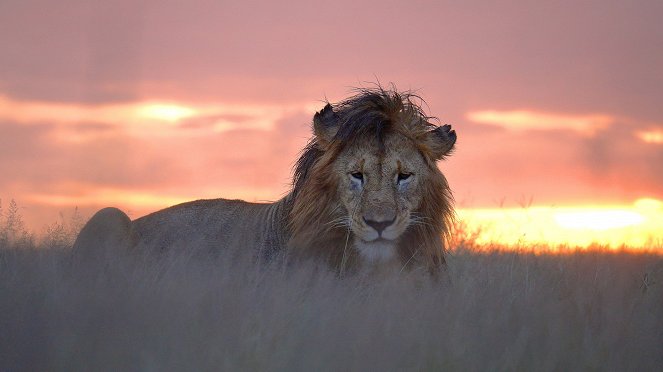 Serengeti - Hrozby - Z filmu