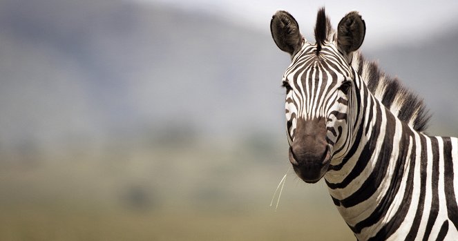 Serengeti - Season 2 - Intrigue - Z filmu