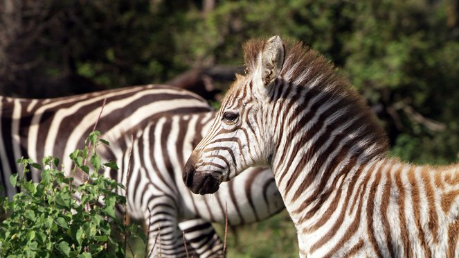 Serengeti - Intrigue - Kuvat elokuvasta
