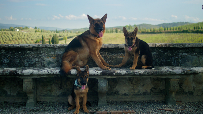 Gunther vagyona - Szerencsés kutya - Filmfotók