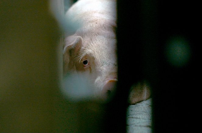 L'Usine des animaux - Photos