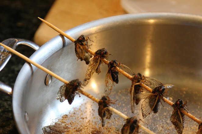 Edible Insects - Filmfotos